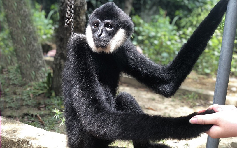 Le parc national de Vu Quang reçoit un rare gibbon à favoris blancs